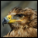 Aquila