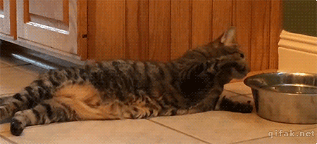 04.25FunnyCat